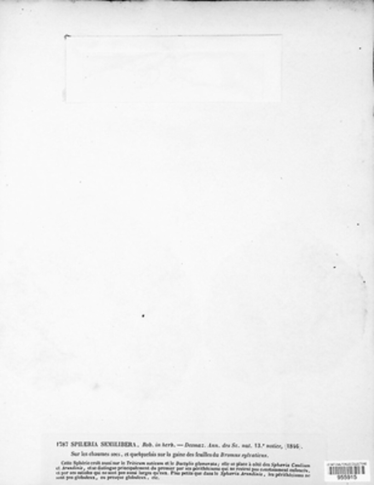 Lophiostoma semiliberum image